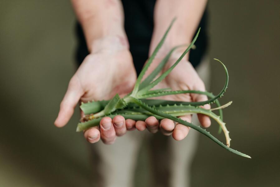 Aloe vera: en naturlig fugtgiver til tør hud